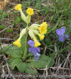 Wiesen-Schlüsselblume und Hunds-Veilchen