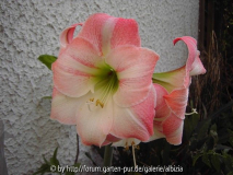Hippeastrum rosa-weiß