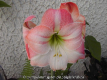 Hippeastrum rosa-weiß 1