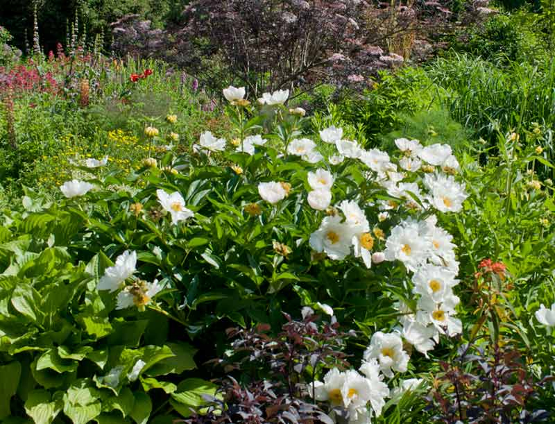 Paeonia ´Krinkled White´