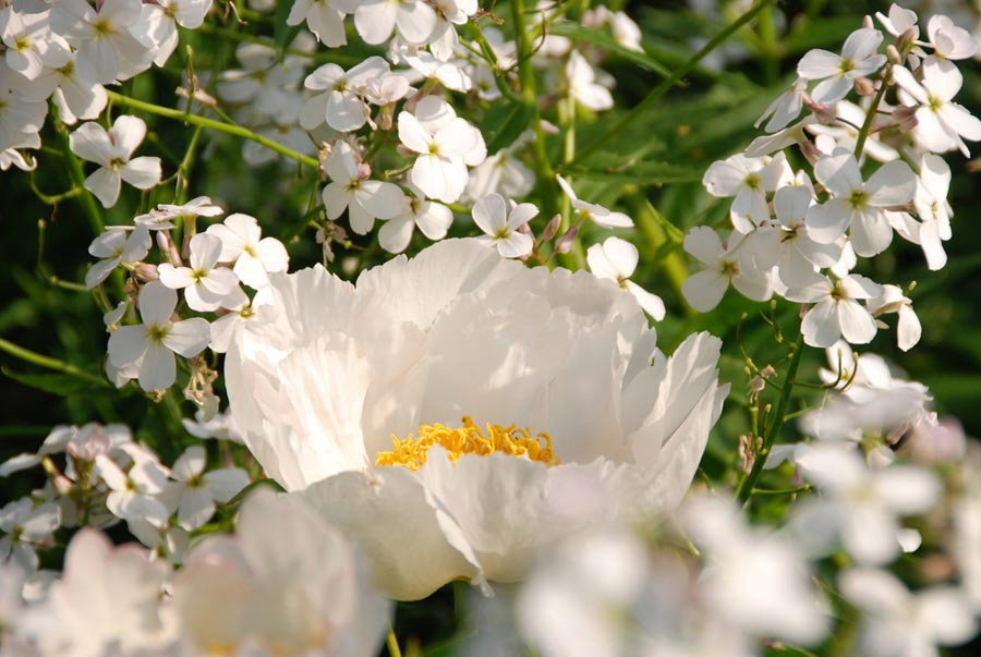 Paeonia ´Jan van Leeuwen´