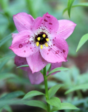 Nomocharis aperta