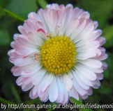 Gänseblümchen