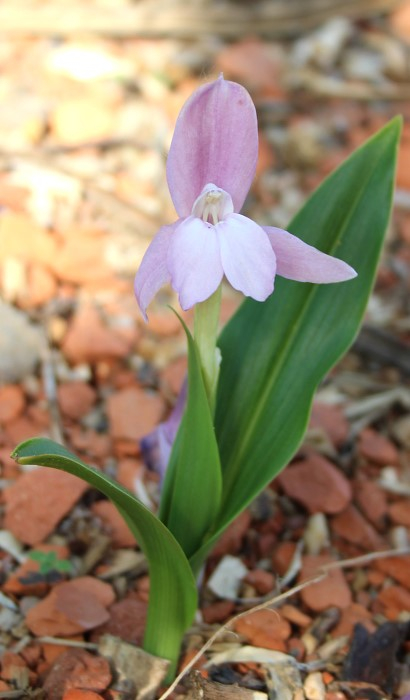 Roscoea humeana