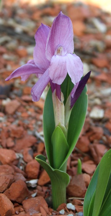 Roscoea humeana