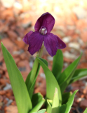 Roscoea humeana