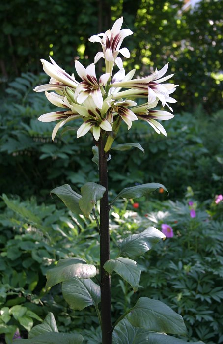 Cardiocrinum giganteum var. yunnanense