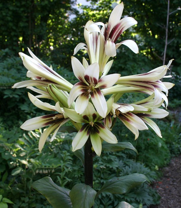 Cardiocrinum giganteum var. yunnanense
