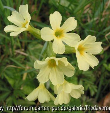 Wald-Schlüsselblume