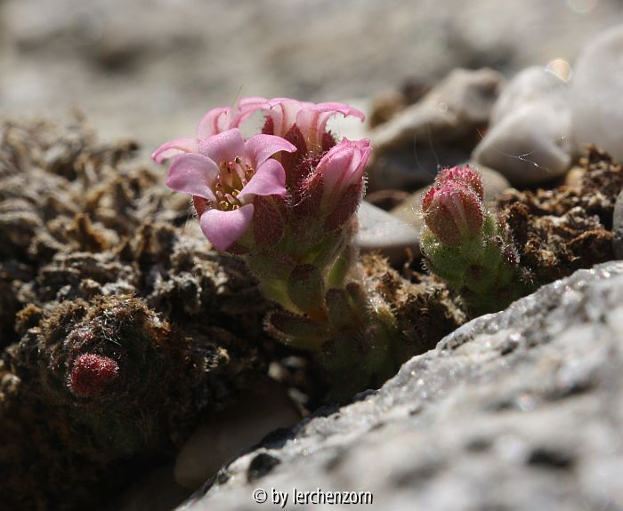 Sedum pilosum (=Rosularia pilosa)