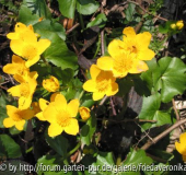 Sumpfdotterblume