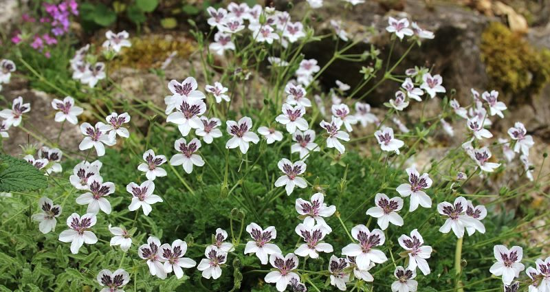 Erodium