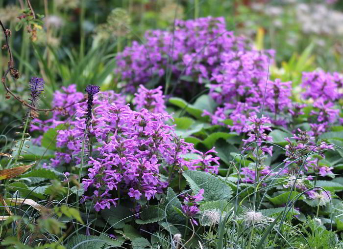 Stachys menthifolia