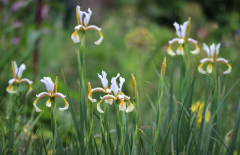 Iris carthaliniae