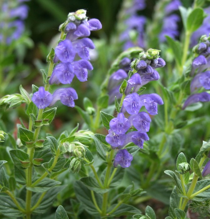 Scutellaria hypericifolia