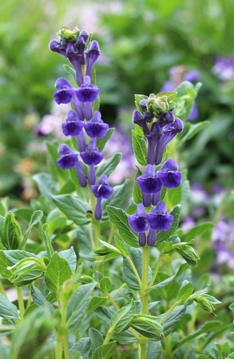 Scutellaria hypericifolia