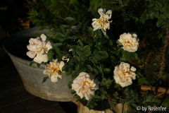 Abends im Garten
