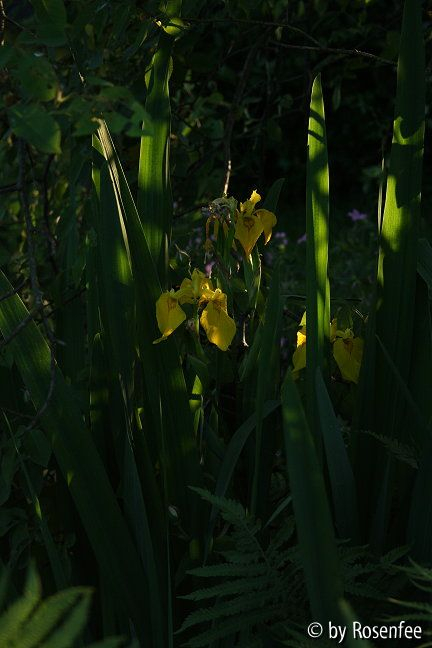Abends im Garten - Iris