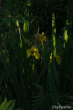 Abends im Garten - Iris