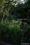 Abends im Garten 2