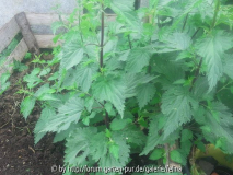 2012-06-01 09_31_06.jpg