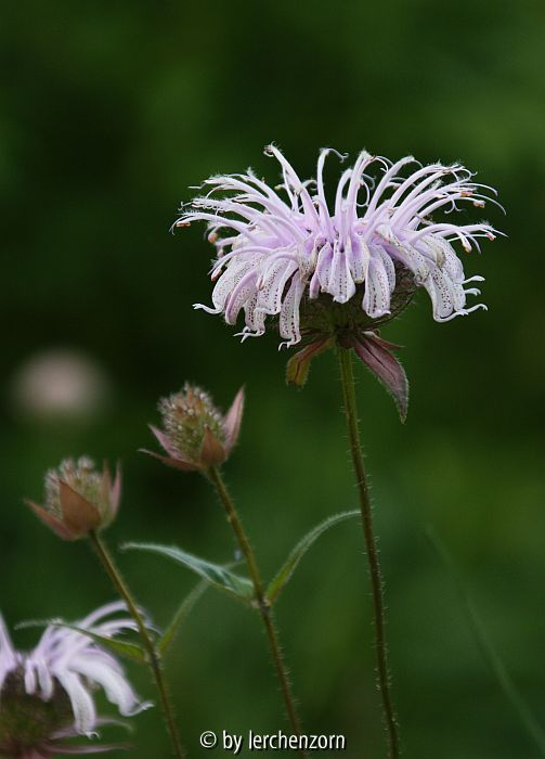 Monarda bradburiana