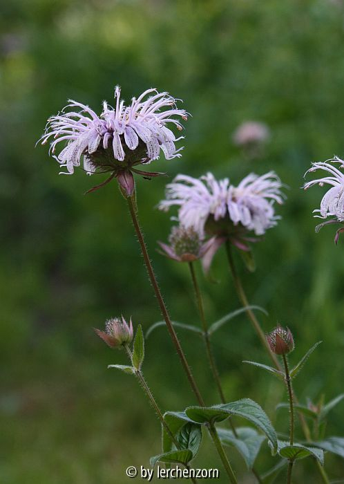 Monarda bradburiana