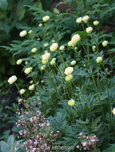 Trollius Cult. Alabaster