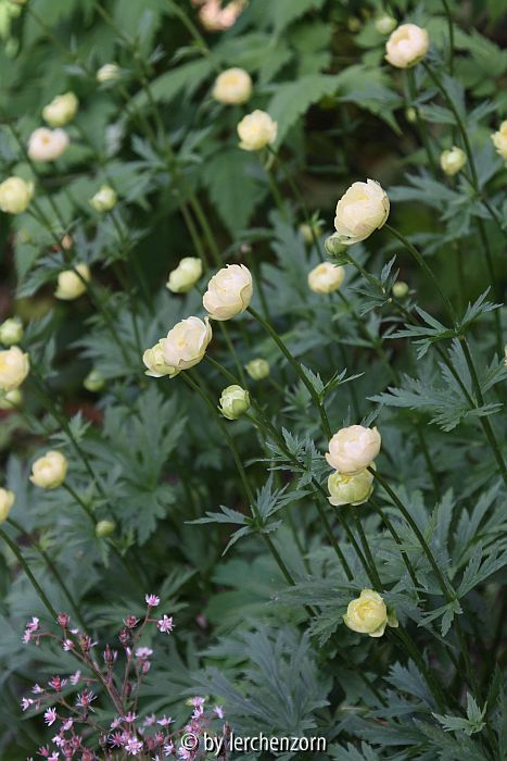 Trollius Cult. Alabaster