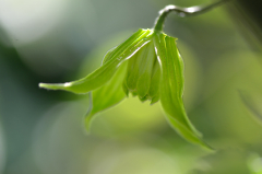 Clematis chiisanensis ´Love Child´