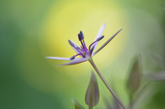 Allium christophii