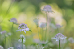 Astrantia Buckland