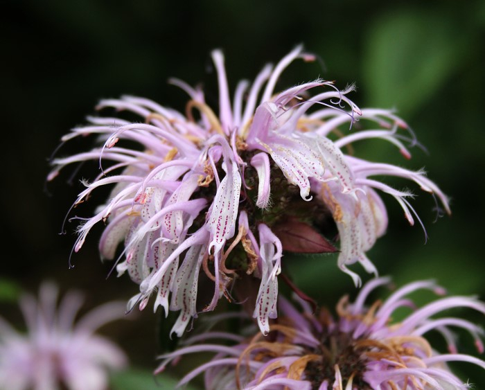Monarda bradburiana