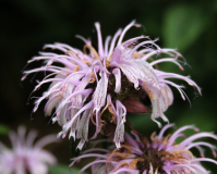 Monarda bradburiana