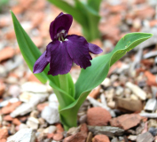 Roscoea humeana