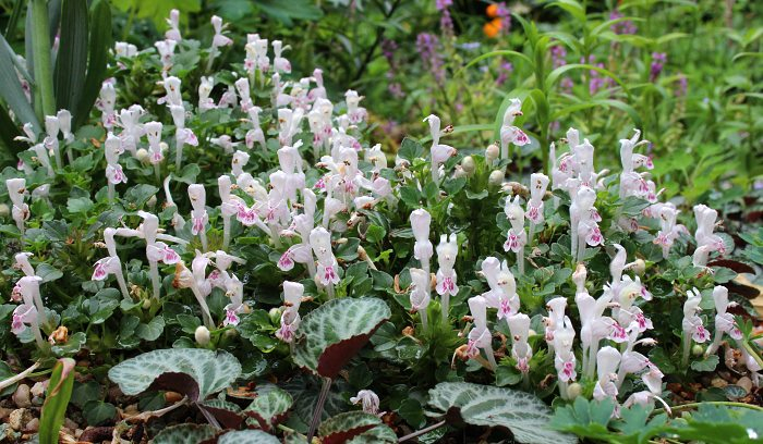 Lamium sandrasicum