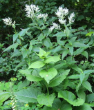 Polygonum polymorphum?