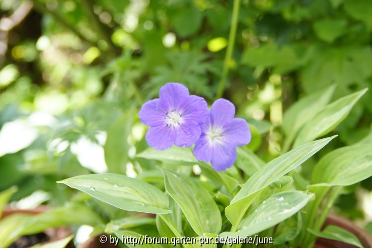 Orion m. Hosta