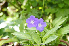 Orion m. Hosta