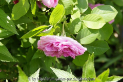 Gertrude Jekyll 2012,08