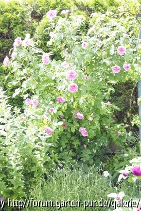 Gertrude Jekyll 2012,06