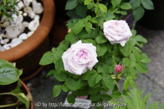 duchesse de rohan2012