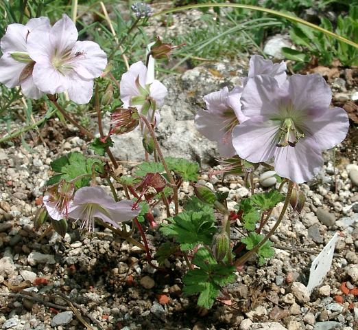 Geranium farreri