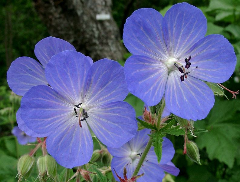 Geranium pratense