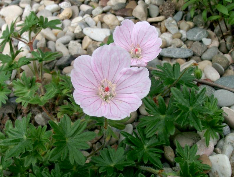 Geranium sanguineum var. striatum