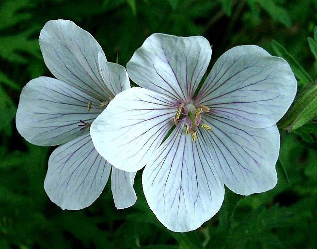 Geranium