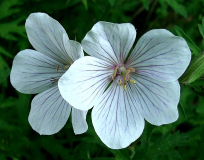 Geranium