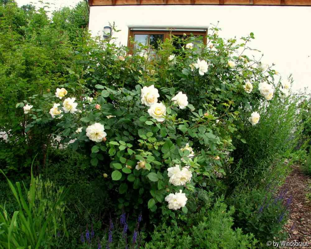 Crocus Rose Juni 2012