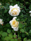Crocus Rose 1-2012