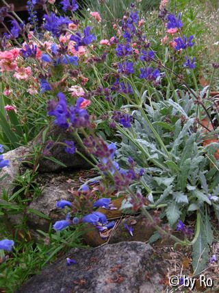 Salvia daghestanica 2012